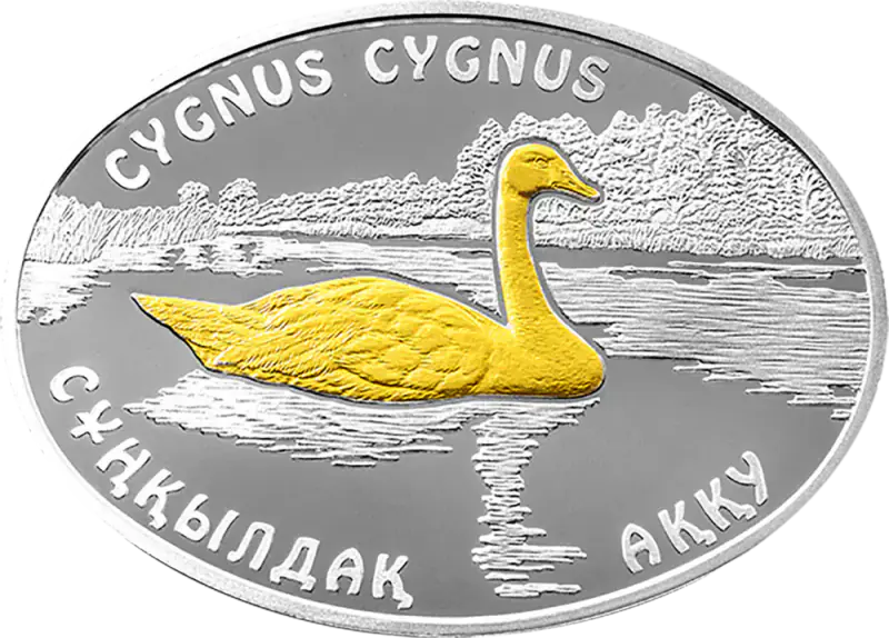 Whooper Swan