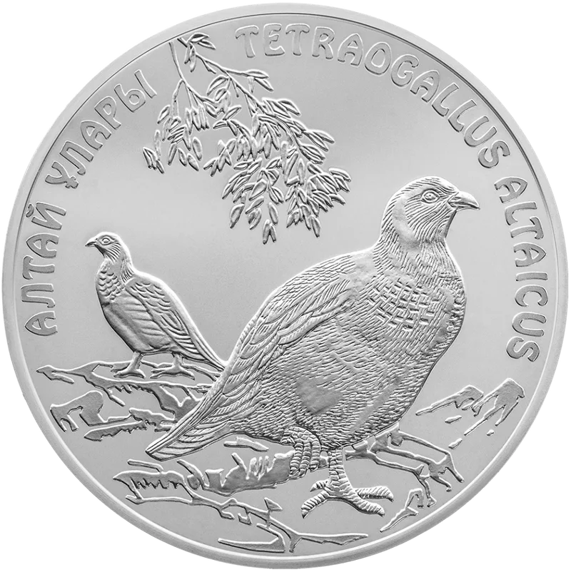 Алтайский Улар (50)-Обратный